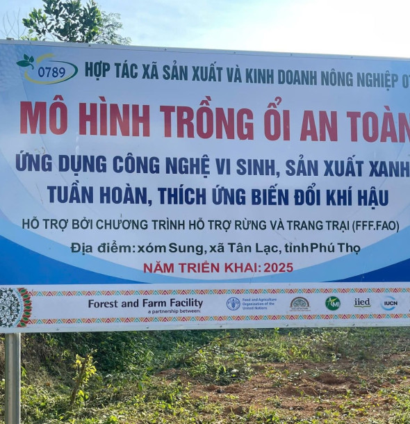 Quy trình sản xuất trồng ổi an toàn cho chế biến trà búp ổi