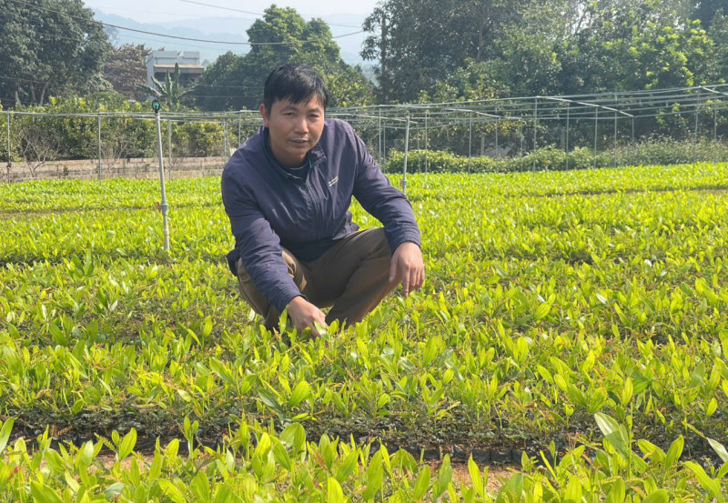 Trà Lá Ổi Túi Lọc – Hương Vị Xanh Từ Vườn Phú Thọ