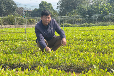 Trà Lá Ổi Túi Lọc – Hương Vị Xanh Từ Vườn Phú Thọ