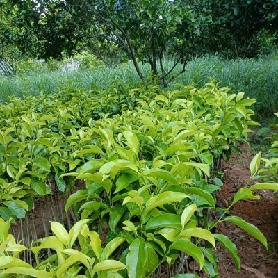 Giống cây ăn quả
