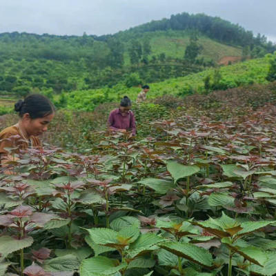 Phân Bón, Vật Tư Nông nghiệp